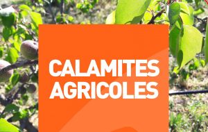 Lire la suite à propos de l’article Dommages subis par les agriculteurs de Haute-Corse